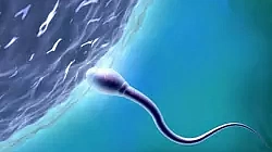 Sperm donor age influences IVF outcome